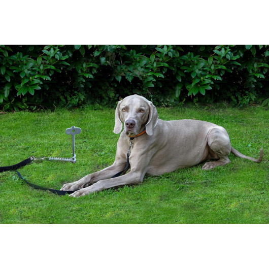 PetPeg 2.0 - Ancrage au sol pour chien - extérieur