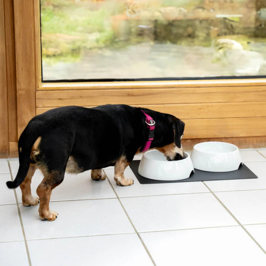 Gamelles + tapis - Accessoire pour chien et chat - eau