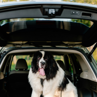 Accessoire camping voiture chien | les essentiels en voiture aménagé pour votre animal | H2R Equipements