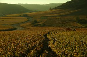 paysage vigneron
